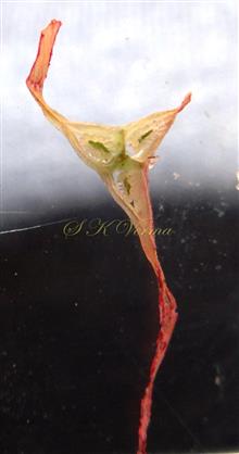  Ovary (T.S.) with 3 unequql wings